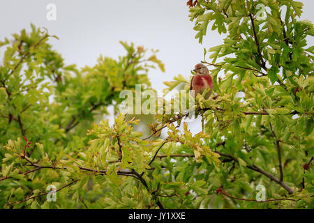 linnet (Carduelis cannabina) perched in a bush Stock Photo