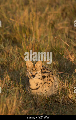 Adult serval cat (Leptailurus serval) hunting in long grass in the Masai Mara Game reserve in Kenya Stock Photo