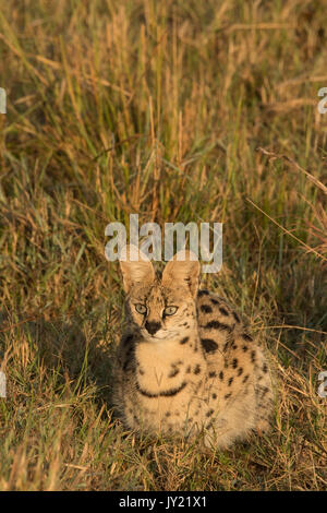 Adult serval cat (Leptailurus serval) hunting in long grass in the Masai Mara Game reserve in Kenya Stock Photo