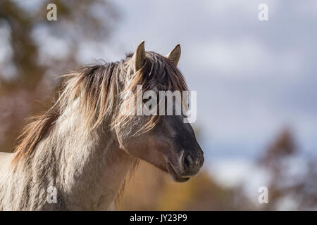 Konik horses, breeding back of the Tarpan breed, at a watering hole ...