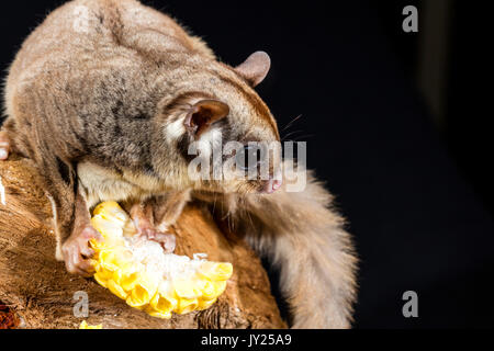 Australian Sugar Glider on a branch eating a piece of corn Stock Photo