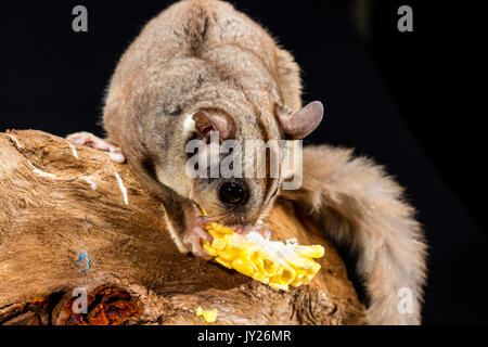 Australian Sugar Glider on a branch eating a piece of corn Stock Photo