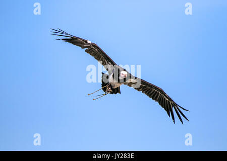 A white-tailed sea eagle in full flight Stock Photo
