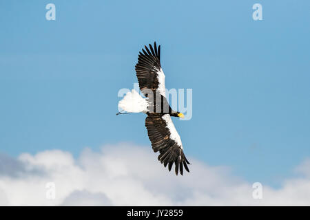 A white-tailed sea eagle in full flight Stock Photo