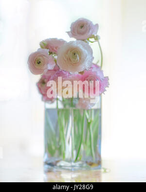 Pink and White Ranunculus in  a clear vase Stock Photo