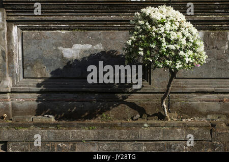 Flower tree in front of a stone wall in temple Pura Samuan Tiga, Ubud, Bali, Indonesia Stock Photo