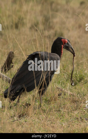 Southern ground hornbill with a captured snake in the Masai Mara, Kenya Stock Photo