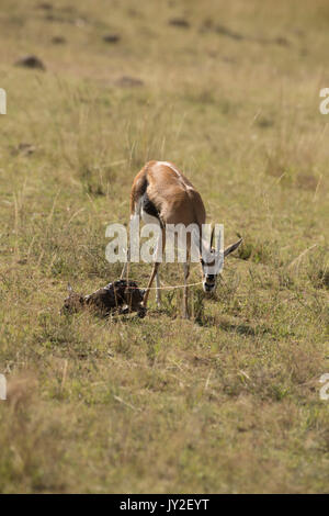 Newborn Thomsons gazelle and mother eating the placenta and membranes which is an anti predator manoeuvre, in Masai Mara Game reserve in Kenya Stock Photo