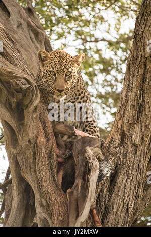 Young Male leopard (Panthera pardus) in tree with kill in the Masai Mara Game reserve in Kenya Stock Photo