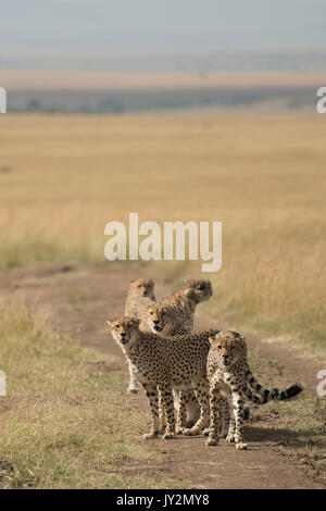 Coalition of five cheetah walking and marking in the Masai Mara Game Reserve in Kenya Stock Photo