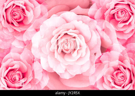 floral background of symmetrical rose flowers in a pattern. Pink rose petals forming an abstract pattern. Stock Photo