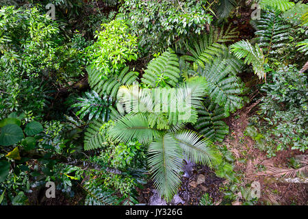 Tree Ferns (Cyathea cooperi)  in tropical rainforest, Daintree National Park, Cape Tribulation, Far North Queensland, FNQ, QLD, Australia Stock Photo