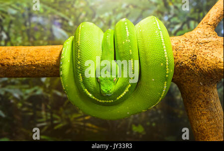 Green Tree Python (Morelia viridis), Daintree National Park; Oz; QLD; Queensland; Australia Stock Photo