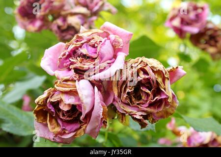 Wilted pink roses Stock Photo