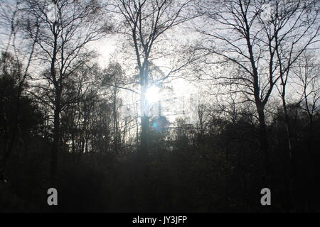 Sun coming through trees in winter Stock Photo
