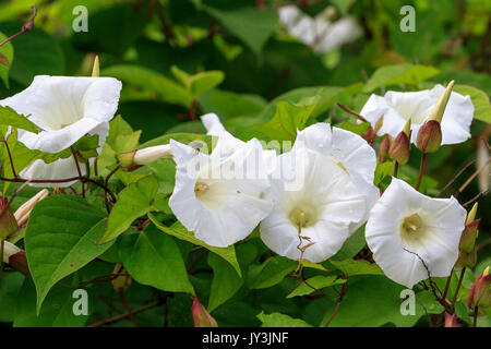 Bindweed (Convolvulus arvensis) in flower growing in the UK Stock Photo