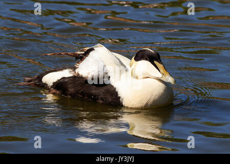 Common Eider - Somateria mollissima on the water in the UK. Stock Photo