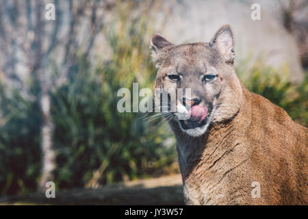 Lynx in mountain Stock Photo