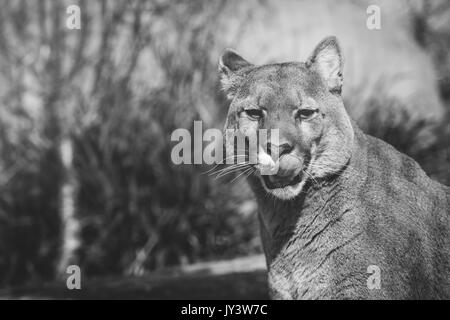 Lynx in mountain Stock Photo