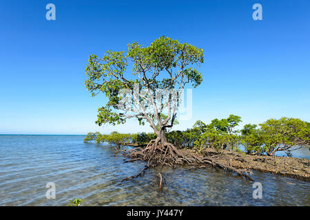Single Mangrove tree, Myall Beach, Cape Tribulation, Daintree National Park, Far North Queensland, FNQ, QLD, Australia Stock Photo