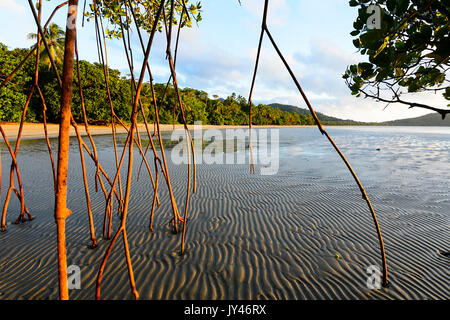 Aerial roots of a mangrove tree at sunrise, Cape Tribulation, Daintree National Park, Far North Queensland, FNQ, QLD, Australia Stock Photo