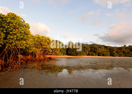 Mangrove Forest at sunrise, Myall Beach, Cape Tribulation, Daintree National Park, Far North Queensland, FNQ, QLD, Australia Stock Photo