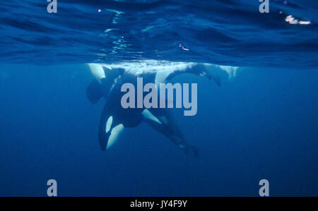 Underwater view of a pod of orcas diving at the surface, Andenes, Norway. Stock Photo