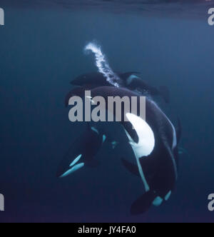 Pod of orcas playing in front of the camera underwater, Gryllefjord, Norway. Stock Photo