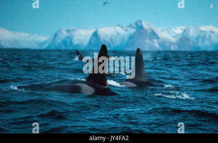 Surface view of the dorsal fins of two male orcas swimming with snow capped mountains in the back ground, Andenes, Norway. Stock Photo