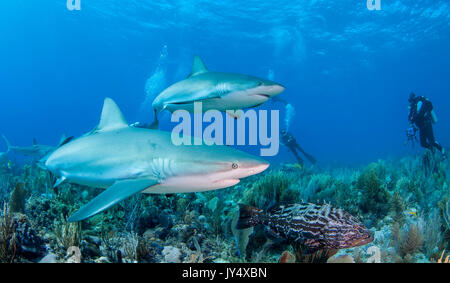 Caribbean reef sharks swimming over the coral reef, Gardens of the Queens, Cuba. Stock Photo