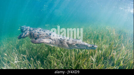 Underwater view of a cuban crocodile walking along the bottom ona bed of sea grass in the mangroves area of the Gardens of the Queens, Cuba.