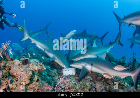 Large number of Caribbean reef sharks surrounding a bait box during a shark dive, Gardens of the Queens, Cuba. Stock Photo