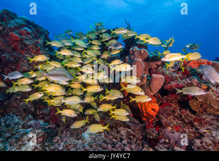 Large school of striped snapper swimming over the coral reef, Cabo Pulmo Marine Reserve, Mexico. Stock Photo