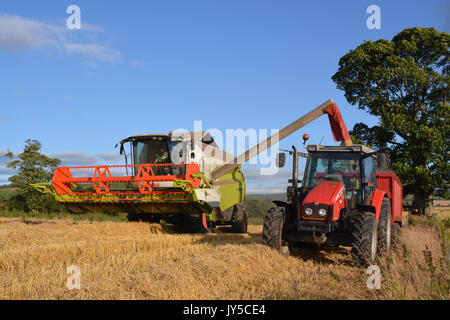 Claas Tucano 430 Combine and Massey Ferguson Tractor Stock Photo