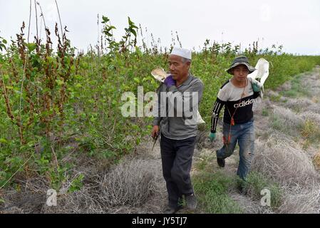 Jinghe, China's Xinjiang Uygur Autonomous Region. 15th Aug, 2017 ...