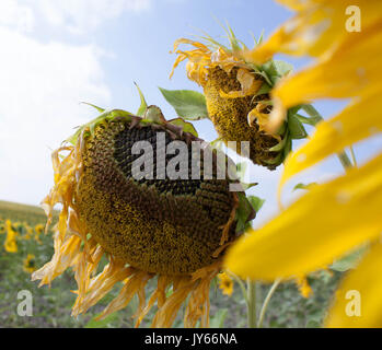 dry sunflower heads with seeds in a oil plantation in spain Stock Photo