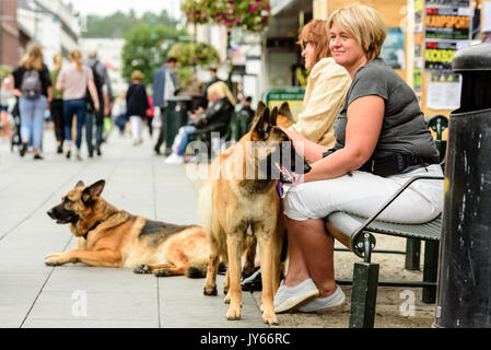 Kristiansand, Norway - August 1, 2017: Documentary of everyday life in the city. Two female handlers sitting with three German shepherds on bench watc Stock Photo