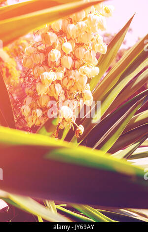 Blooming Yucca palm tree with delicate white flowers and spiky green leaves. Beautiful soft sunlight, hipster toning and haze matte effect. Inspiratio Stock Photo