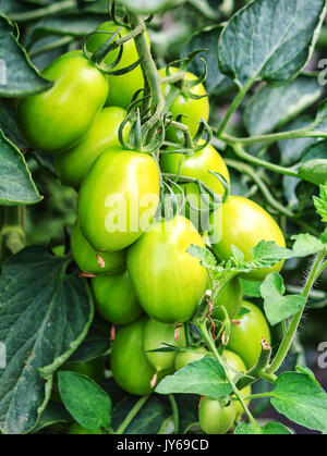 Growing green bush tomatoes in a greenhouse Stock Photo