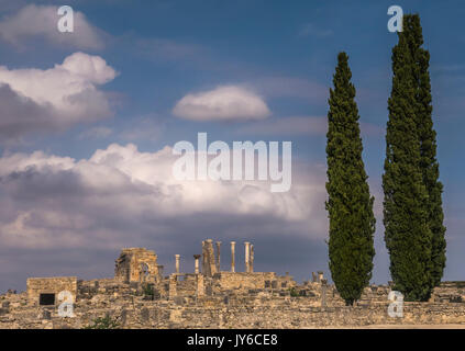 Large cypress trees in the foreground of the ancient Roman archeological ruins of Volubilis, with marble pillars and columns. Morocco. Stock Photo