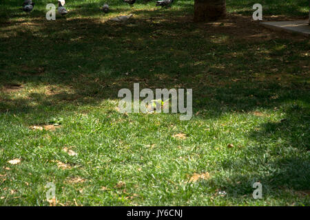 funny papagal on grass in Spain Stock Photo