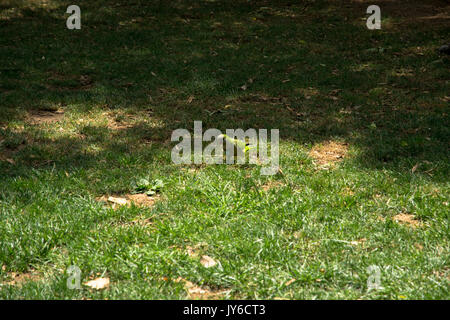 funny papagal on grass in Spain Stock Photo