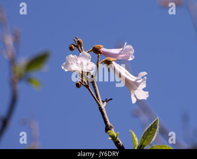 Paulownia tomentosa trees in flower, spring blossom Stock Photo - Alamy