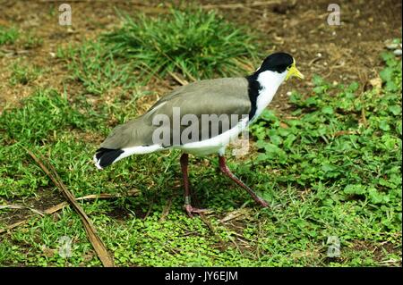 Spur Winged Plover, New Zealand Stock Photo