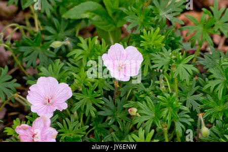 Geranium sanguineum Stock Photo