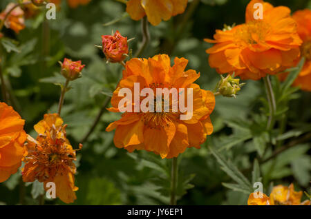 Geum Firestorm Stock Photo Alamy