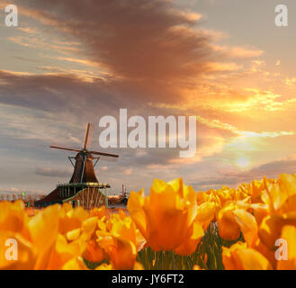 Traditional Dutch windmill with tulips in Zaanse Schans, Amsterdam area, Holland Stock Photo