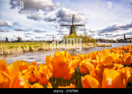 Traditional Dutch windmill with tulips in Zaanse Schans, Amsterdam area, Holland Stock Photo