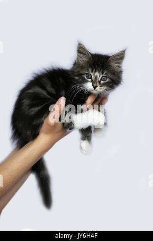 Norwegian kittens long hair color striped gray and white position on the side held in a hand on white studio background Stock Photo