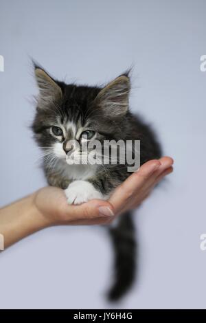 Norwegian kitten color gray tabby and white long hair position of face held in a hand on light studio background light gray Stock Photo